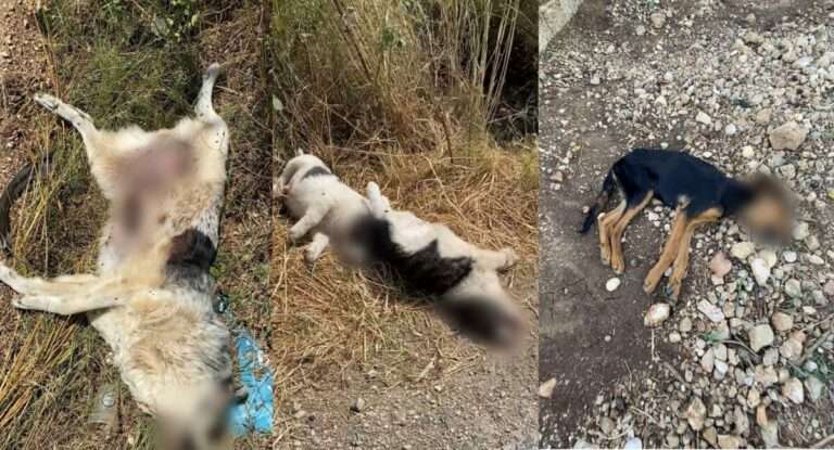 Ανατριχίλα προκαλούν οι εικόνες στο “καταφύγιο” για σκύλους στην Φιλιππιάδα