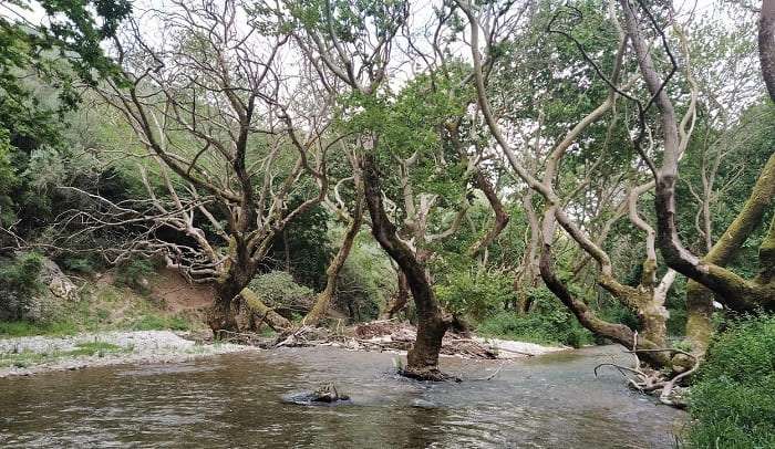 Χιλιάδες δέντρα έχουν χαθεί μέχρι τώρα από τον μύκητα των πλατάνων στην Ήπειρο