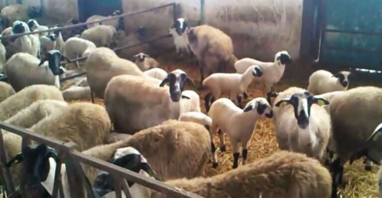 Οι διαρκείς ανατιμήσεις σε ζωοτροφές και ενέργεια προκαλούν δυσλειτουργίες στην κτηνοτροφία της Ηπείρου 