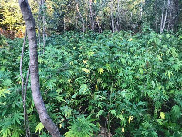 Φυτεία με χιλιάδες δέντρα κάνναβης εντόπισαν αστυνομικοί στην ευρύτερη περιοχή της Ζαγοράς