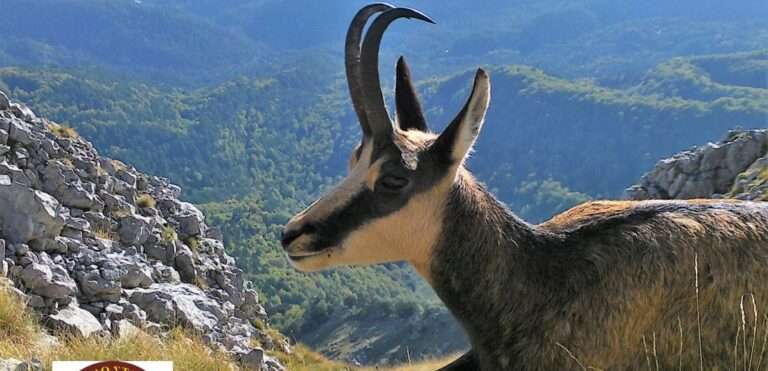 Kυνηγοί από την Αλβανία αφανίζουν το αγριόγιδο στα βουνά της Ηπειρου