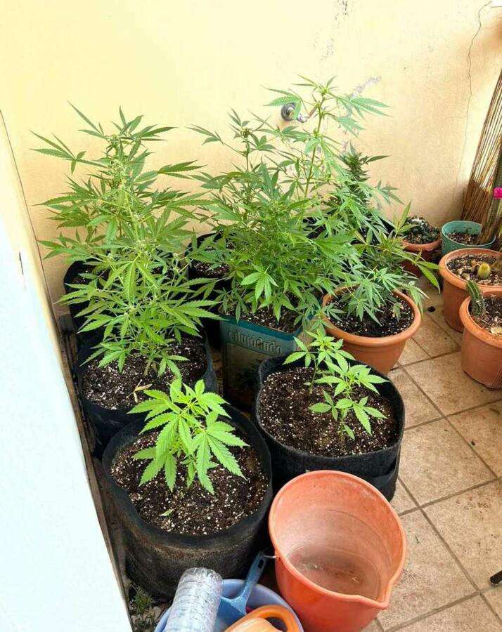 Άρτα: Συνελήφθη Αρτινός με 10 δενδρύλλια κάνναβης – Τα διακινούσε σε χρήστες στην Άρτα.