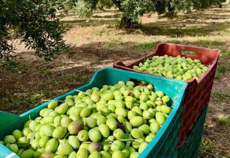 Ήπειρος: Αντιμέτωποι με την έλλειψη εργατών γης αλλά και τις χαμηλές τιμές είναι οι παραγωγοί βρώσιμης ελιάς 