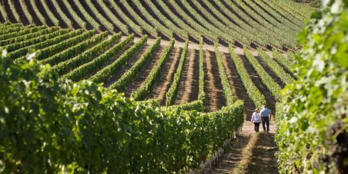 57χρονος πατέρας δύο παιδιών βρέθηκε κρεμασμένος σε αμπελώνα