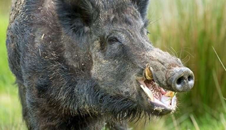 28χρονος κυνηγός δέχθηκε επίθεση από τραυματισμένο αγριογούρουνο – Το ζώο είχε δεχτεί πυρά από παρέα 5 ατόμων