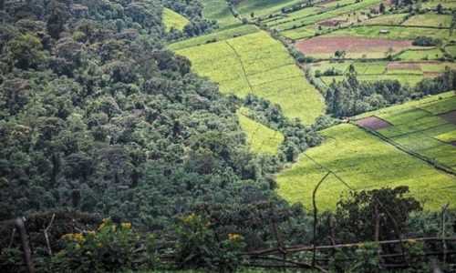 Επαναποδίδονται σε αγρότες οι «αδέσποτοι» δασωμένοι αγροί στην Ήπειρο