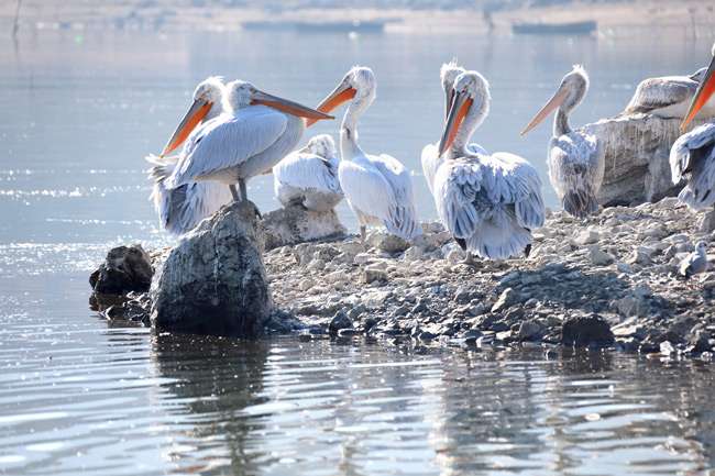 Η τεχνολογία στην υπηρεσία των ειδικών για την πρόληψη εξάπλωσης της γρίπης των πτηνών στο Αμβρακικό Κόλπο
