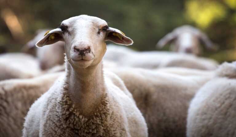 Ήπειρος: Αλλαγές στο πρόγραμμα ενίσχυσης αυτόχθονων φυλών ζώων