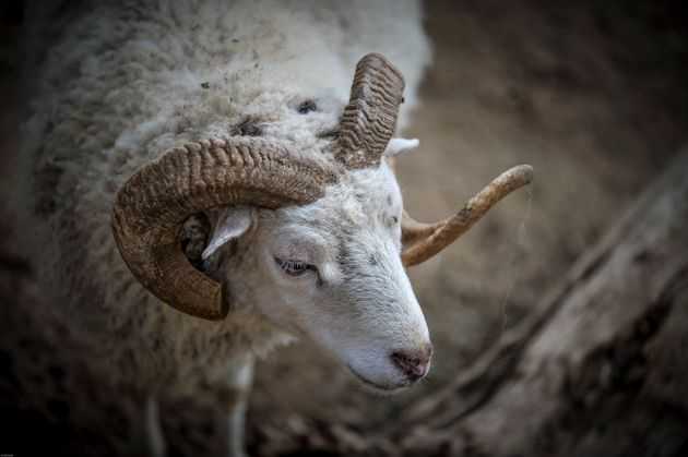 Τραγικός θάνατος για κτηνοτρόφο: Χτυπήθηκε από κριάρι και πέθανε