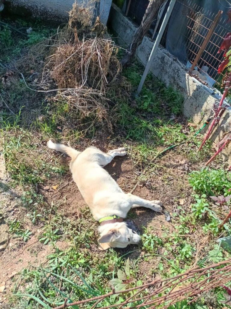 Ακόμη μια δολοφονία σκύλου στο χωριό Ελευθέρι Θεσπρωτίας