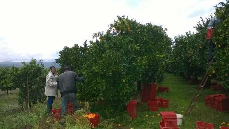 Προβληματική η συγκομιδή και η ζήτηση για ακτινίδια και εσπεριδοειδή σε Άρτα, Θεσπρωτία και Πρέβεζα λόγω μειωμένης ζήτησης και χαμηλής τιμής