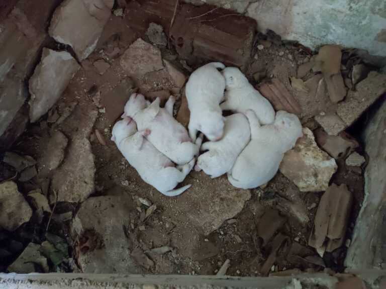 Θεσπρωτία: Για κακούργημα παραπέμπονται αντιδήμαρχος και υπάλληλος του δήμου Φιλιατών