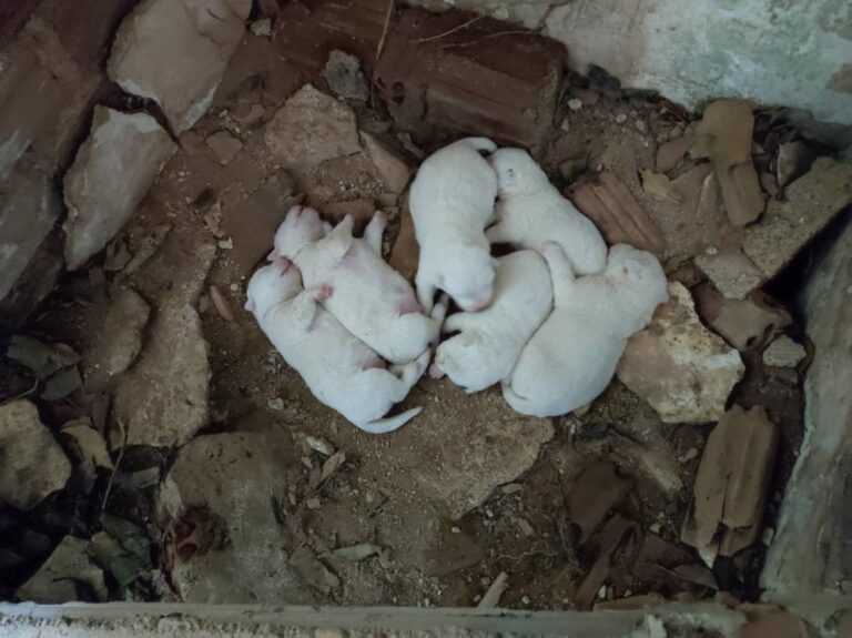 Θεσπρωτίας: Ελεύθεροι, με περιοριστικούς όρους, Αντιδήμαρχος και υπάλληλος Φιλιατών για την εγκατάλειψη των κουταβιών