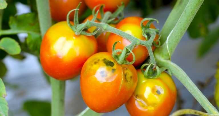 Αρνητικά τα δείγματα για τον ιό της καστανής ρυτίδωσης της τομάτας στην Πρέβεζα