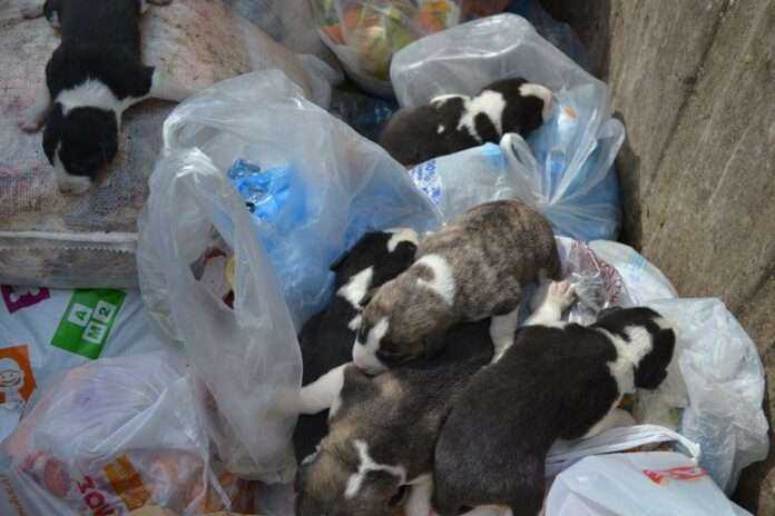 Θεσπρωτία: Πρόστιμο-μαμούθ στον αντιδήμαρχο και στον υπάλληλο του Δήμου Φιλιατών για εγκατάλειψη κουταβιών