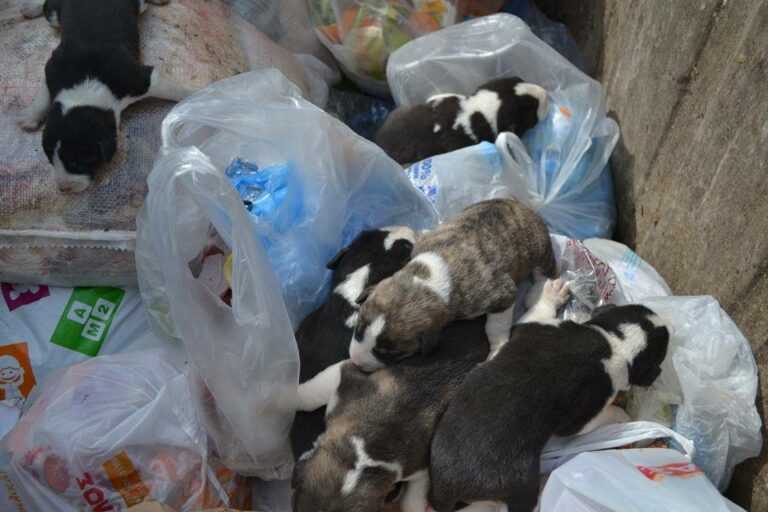 Φιλιάτες Θεσπρωτίας: Συνελήφθησαν αντιδήμαρχος και δημοτικός υπάλληλος – Βρέθηκαν 6 κουτάβια στα σκουπίδια