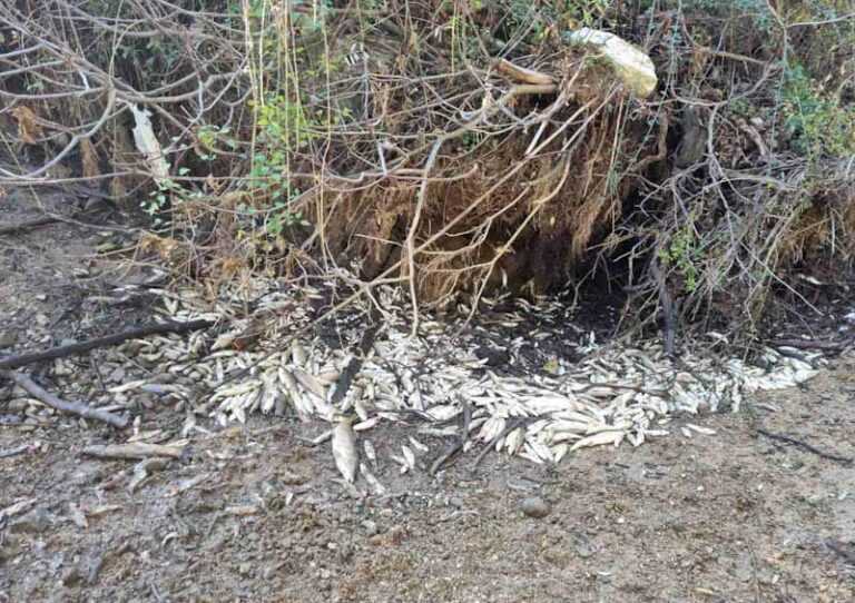 Παρέμβαση Υπουργείου Περιβάλλοντος και Ενέργειας για την οικολογική καταστροφή στο ποταμό Λούρο