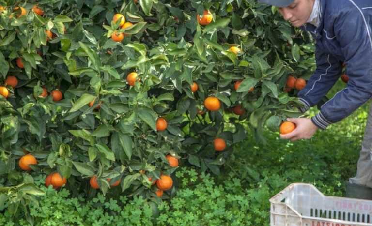 Θεσπρωτία: Ξεκινά η συγκομιδή Κλημεντίνης – Στα 40 λεπτά ανά κιλό η τιμή παραγωγού