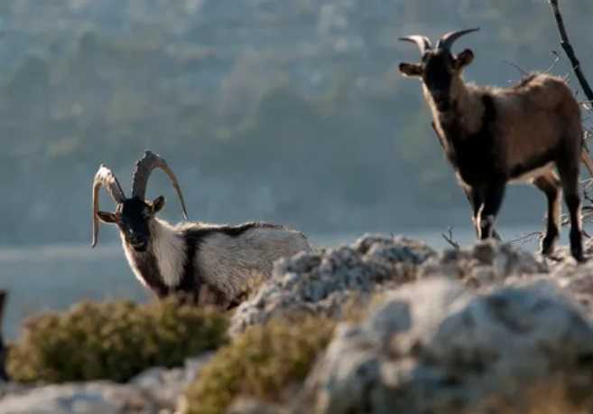 Καταδικάστηκε ο δασοφύλακας που έστελνε αίγαγρους από την Κρήτη στη Ήπειρο για να θανατωθούν σε κυνήγι.