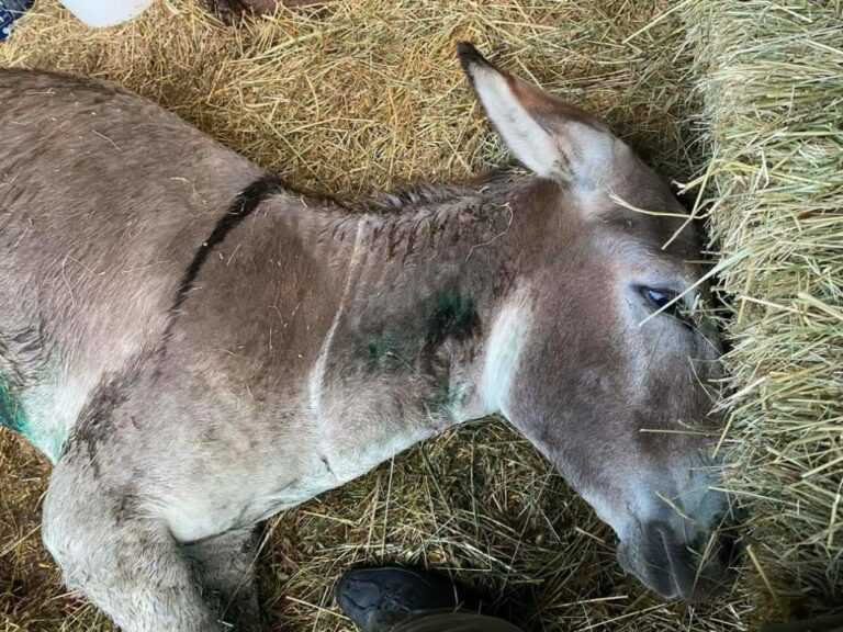 Κακοποίηση γαϊδουριού: Καταπέλτης το πόρισμα της εισαγγελίας Ιωάννινων τον πρώην Αντιδήμαρχο Ζιτσας