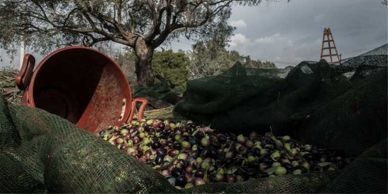 Θεσπρωτία: 62χρονος πέθανε στο χωράφι την ώρα που μάζευε ελιές