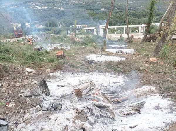 Απογυμνώθηκαν από τα πλατάνια ολόκληρες παραποτάμιες περιοχές στην Ήπειρο!