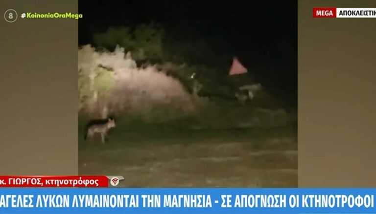 Λύκοι κατασπάραξαν 15 πρόβατα σε μισή ώρα – Σε απόγνωση βρίσκονται οι κτηνοτρόφοι