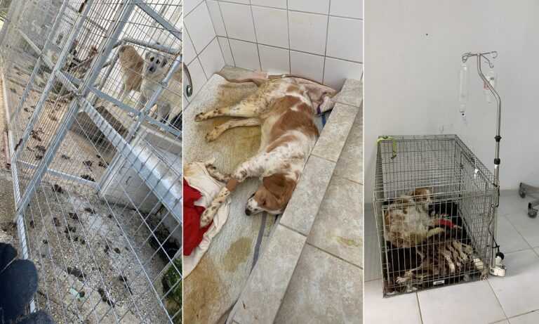 Καταγγέλλουν την κακοποίηση 105 σκυλιών που ζουν έγκλειστα στο Δημοτικό Κυνοκομείο Ηγουμενίτσας στην περιοχή Κεστρίνη