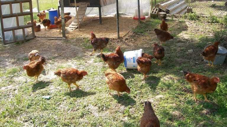 59χρονος είχε κρύψει ναρκωτικά χάπια και ποσότητες κάνναβης στο κοτέτσι