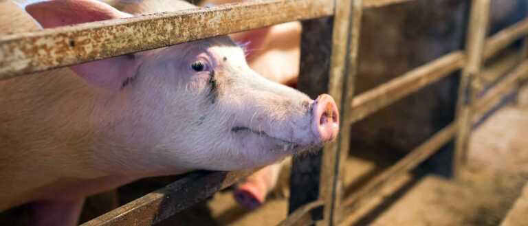 Στο πρόγραμμα Διαχείρισης νεκρών ζώων και οι χοιροτρόφοι της Ηπείρου