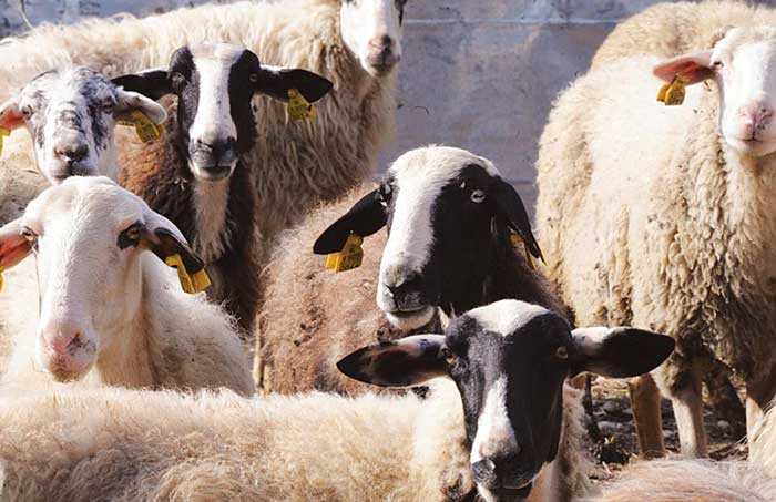 Άρτα: Ξεκινούν εμβολιασμοί αιγοπροβάτων για τη βρουκέλλωση (μελιταίο πυρετό).