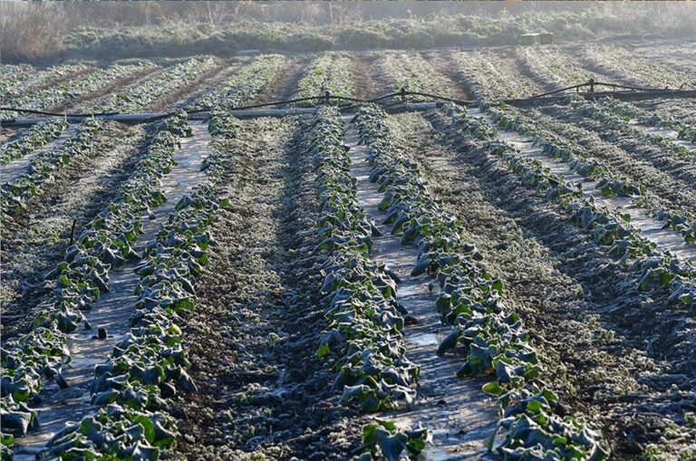 Πρέβεζα: Θερμοκρασίες κάτω από το μηδέν προκάλεσε ζημιές σε καλλιέργειες