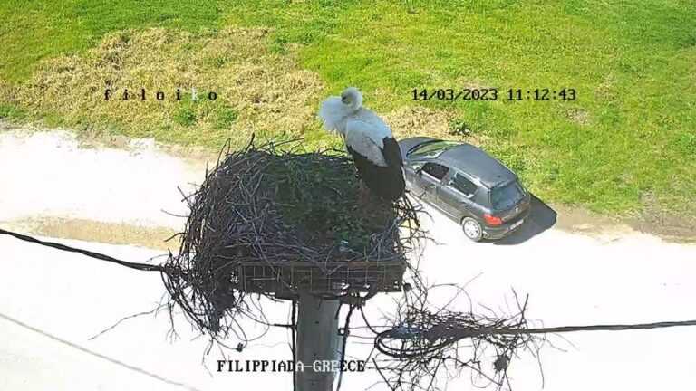 Tην άνοιξη έφερε μαζί του ο πρώτος πελαργός στη “διάσημη” φωλιά στη Φιλιππιάδα