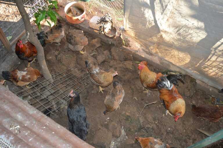 Μπαίνει… πλαφόν στις κότες που βρίσκονται στις αυλές των χωριών – Ξεκινά η απαγόρευση οικόσιτων ζώων από πόλεις και χωριά της Ελλάδας