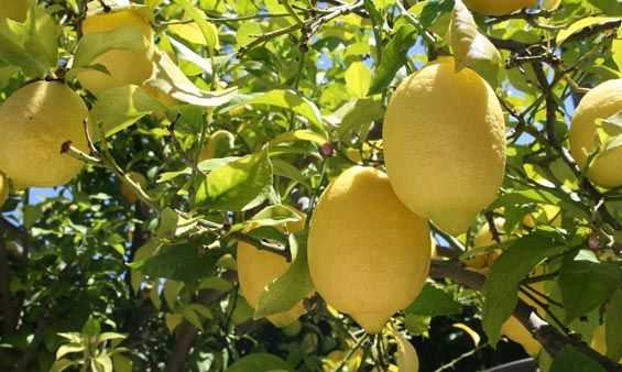 Ο «μαύρος αλευρώδης» προσβάλλει τις καλλιέργειες εσπεριδοειδών στον Κάμπο της Άρτας