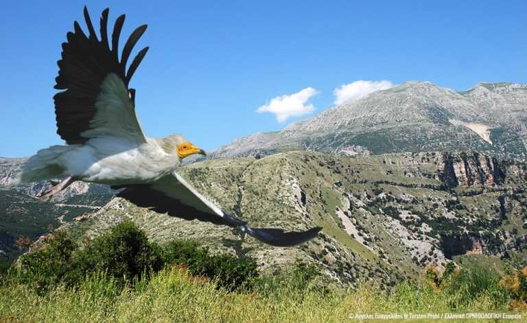Αντιδράσεις για την απόφαση της Αποκεντρωμένης Διοίκησης Ηπείρου για αιολικό πάρκο στα όρη Τσαμαντά στη Μουργκάνα