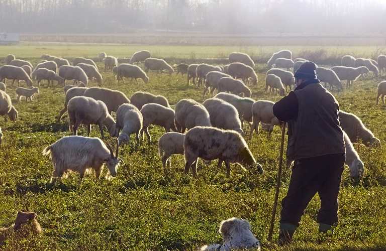 Κατά 21,6% μειώθηκε η κτηνοτροφία στην Ήπειρο
