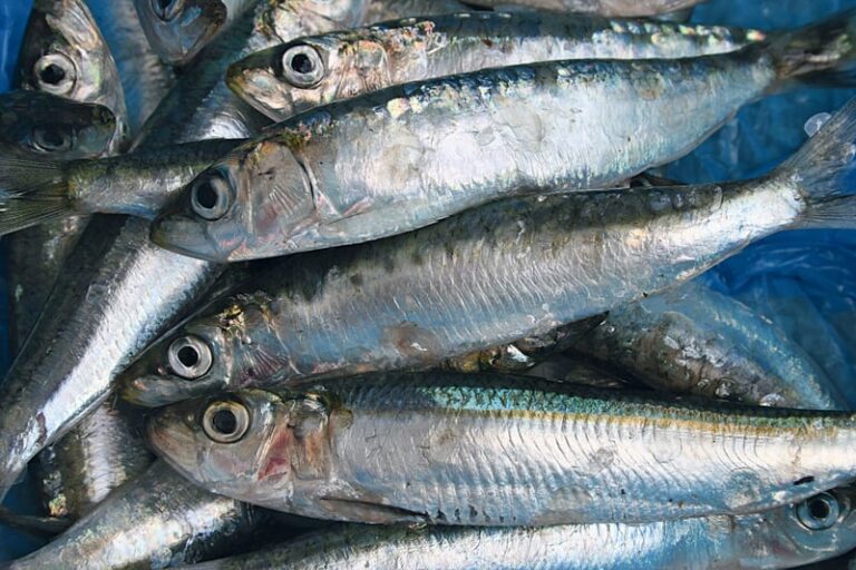 Προχωρά η διαδικασία  για την καταχώρηση της ονομασίας Γαρίδα και Σαρδέλα Αμβρακικού  στο Μητρώο ΠΟΠ προϊόντων