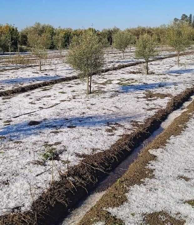 Έντονα καιρικά φαινόμενα έπληξαν με χαλάζι τις καλλιέργειες στο κάμπο της Άρτας.