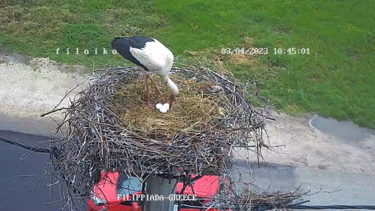 Τρία αυγά στη διάσημη φωλιά των πελαργών της Φιλιππιάδας
