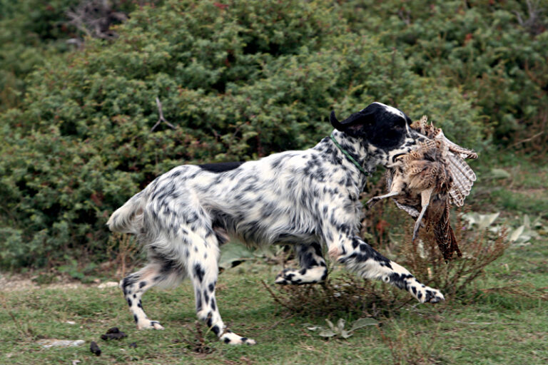 Oργισμένη αντίδραση της Ε΄ Κυνηγετικής Ομοσπονδίας Ηπείρου για το «Χαράτσι» στους ιδιοκτήτες ζώων συντροφιάς