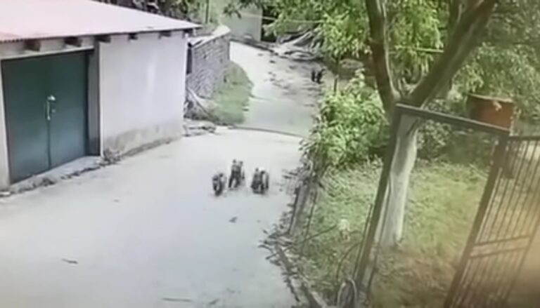 Αρκουδάκια στο Μέτσοβο εισέβαλαν σε αποθήκη και ήπιαν όλο το κρασί και το τσίπουρο