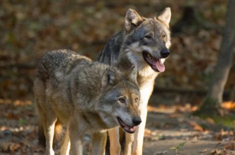 Μεγάλες καταστροφές στο ζωικό κεφάλαιο από τους λύκους! – Σε απόγνωση βρίσκονται οι κτηνοτρόφοι της Άρτας, των Ευρυτανικών Αγράφων, και της Καρδίτσας.
