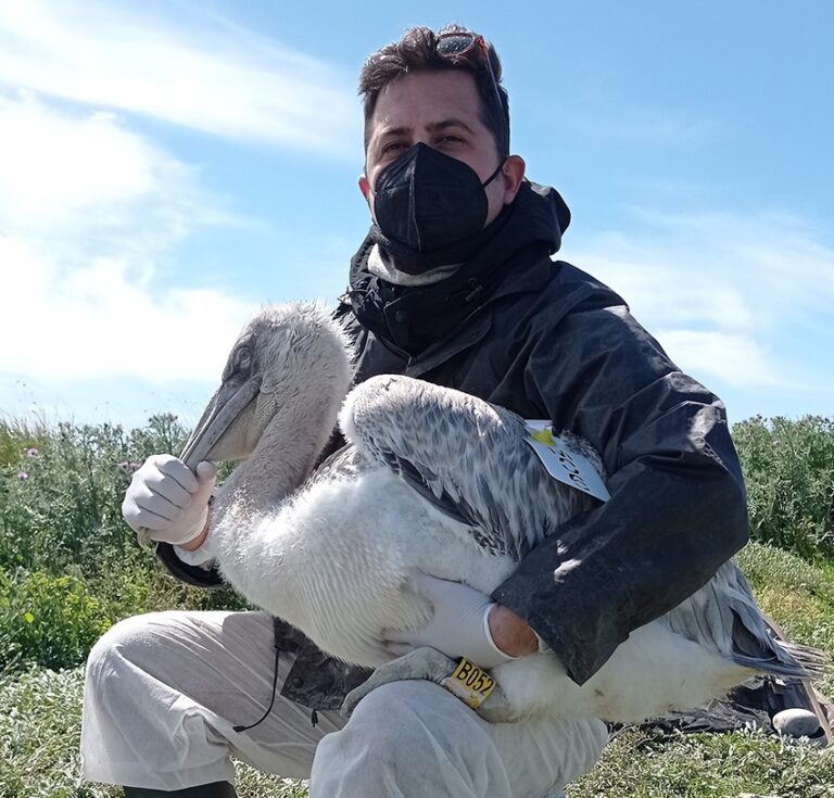 Δράσεις σήμανσης αργυροπελεκάνων στην περιοχή του Αμβρακικού Κόλπου