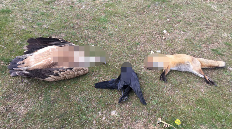 Κόνιτσα Ιωαννίνων: Σκόρπισαν τον θάνατο σε κυνηγετικούς σκύλους, αλεπούδες, κουνάβια και πτηνά με δηλητηριασμένα δολώματα