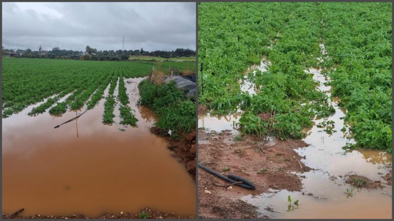 Ήπειρος: Ο άστατος καιρός καταστρέφει οπωροφόρα, κηπευτικά και αμπέλια – Καθημερινές σχεδόν οι βροχές αλλά και οι χαλαζοπτώσεις 