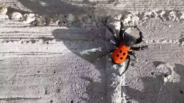Το σπάνιο είδος της αράχνης-πασχαλίτσα, έκανε την εμφάνισή του στη Θεσπρωτία