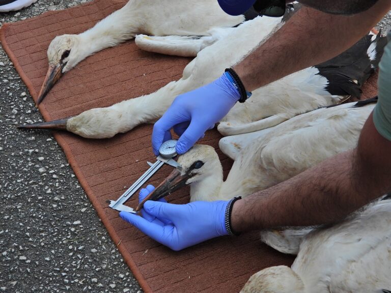 Την φροντίδα έλαβαν και φέτος οι λευκοί πελαργοί του Δήμου Πωγωνίου