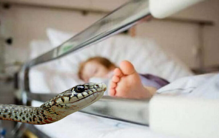 Εσπευσμένα στη ΜΕΘ μεταφέρθηκε η 4χρονη που τη δάγκωσε οχιά 