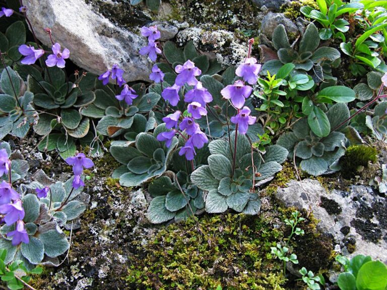 Πλήρες και αναλυτικό προφίλ έχουν αποκτήσει 1.617 είδη και υποείδη φυτών από τα βουνά της Ηπείρου